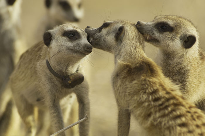 Meerkat Manor